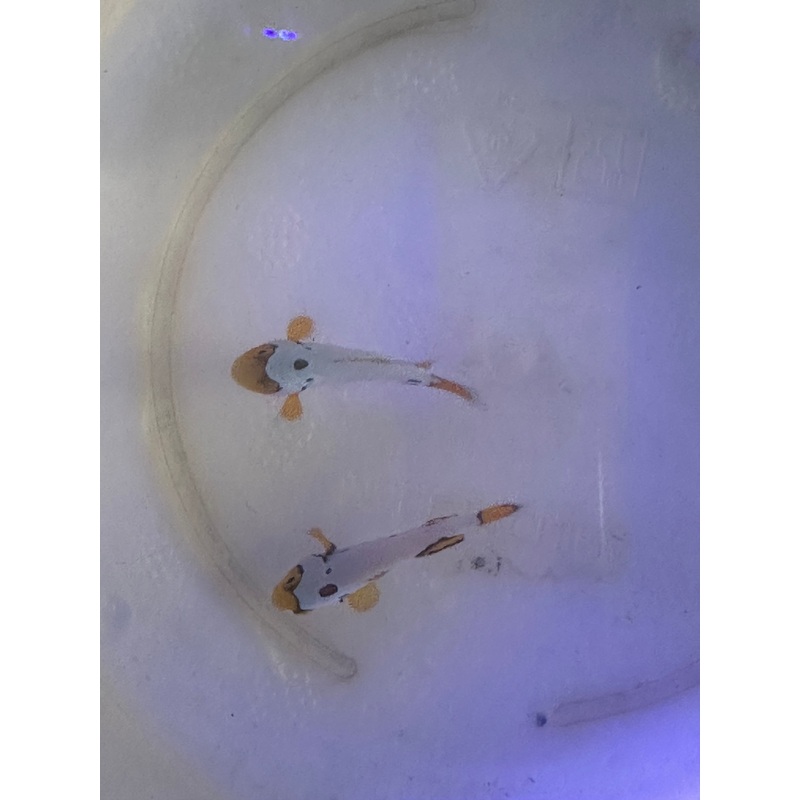Snow Onyx Clownfish Pair