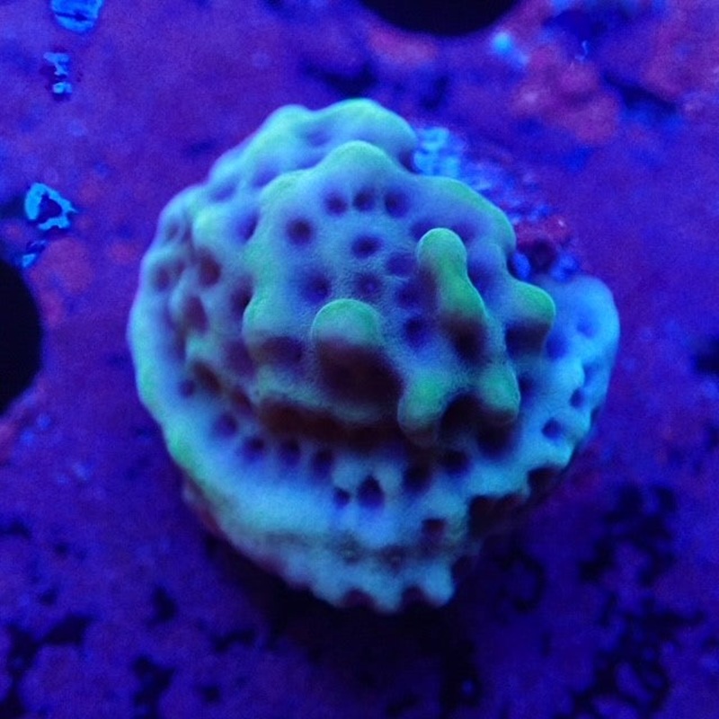 Solar Flare Montipora Danae Frag