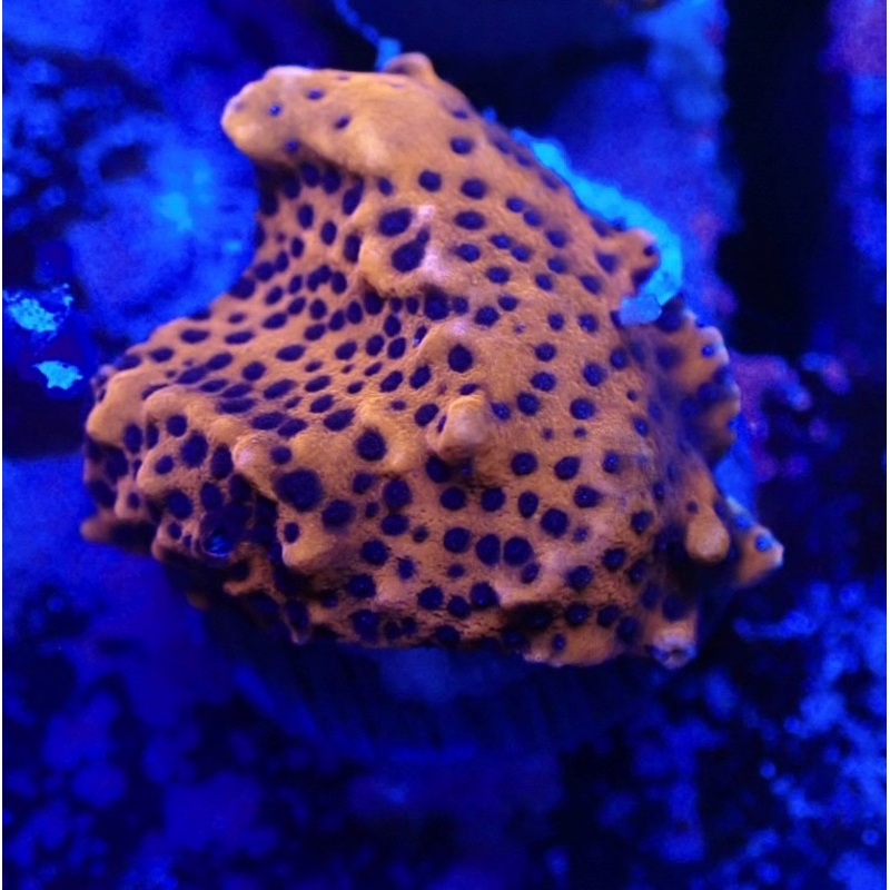 Superman Montipora Frag