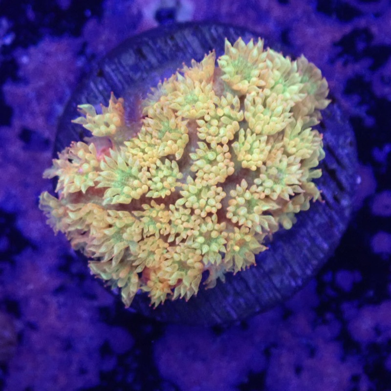 Tequila Sunrise Bernardpora Frag