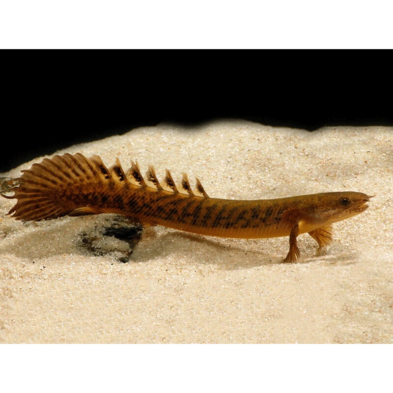 Teugelsi Bichir 13cm