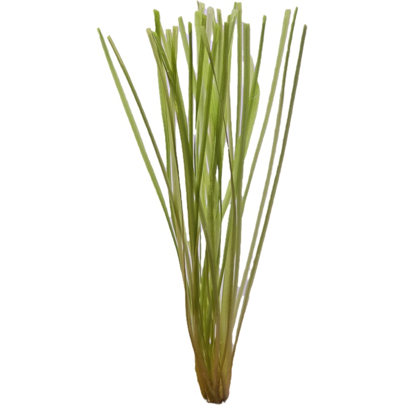 Thin Vallisneria Bunch