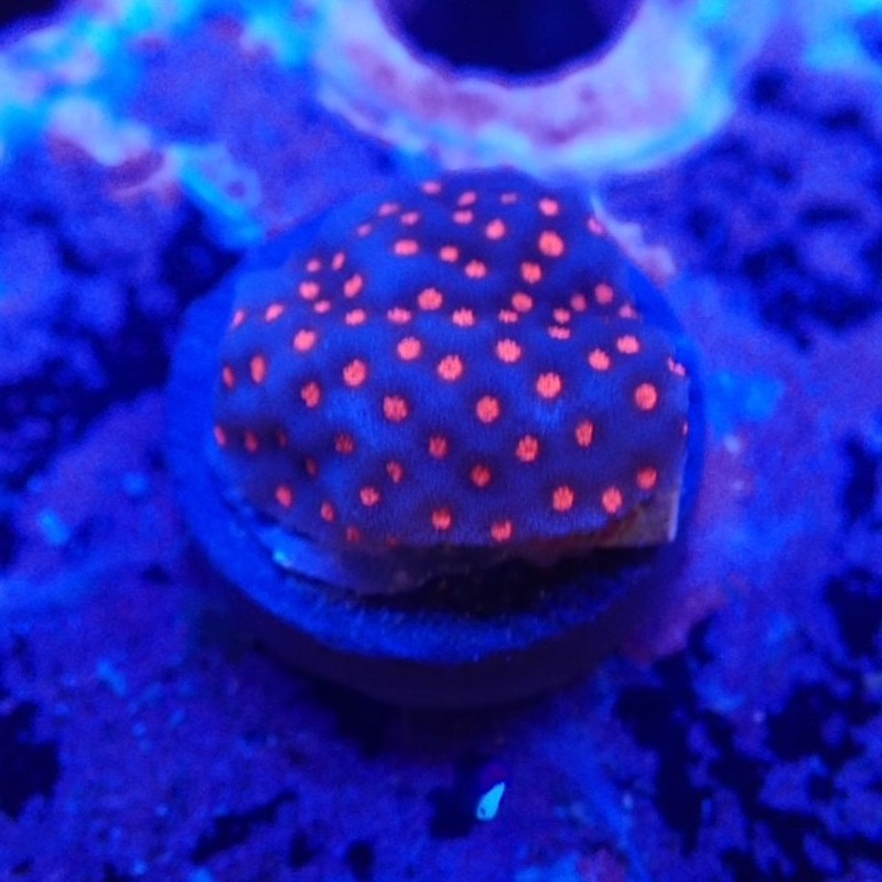 Venom Montipora Frag