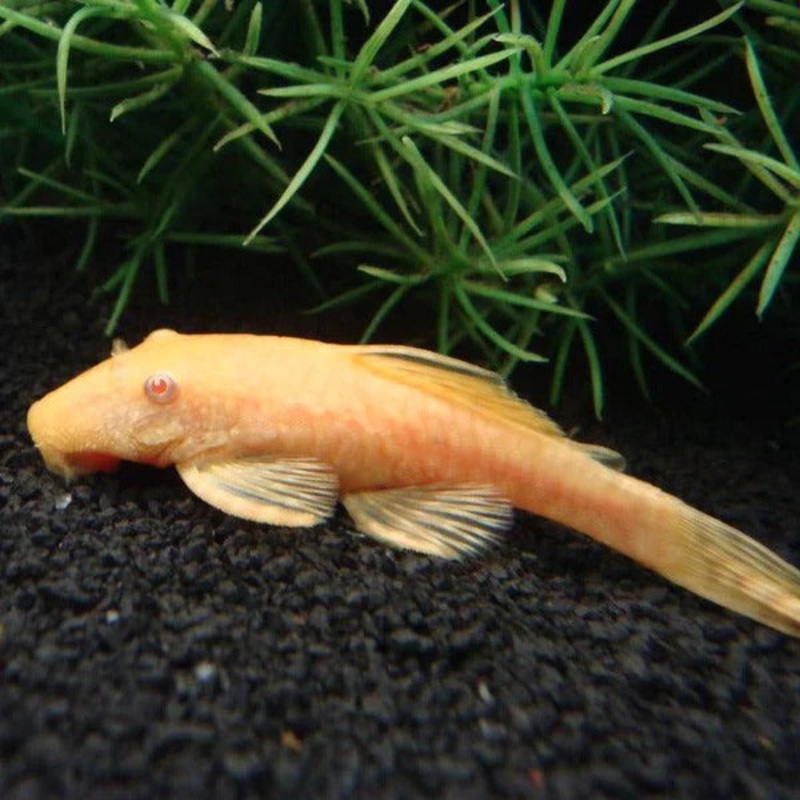 Albino Bristlenose 5cm
