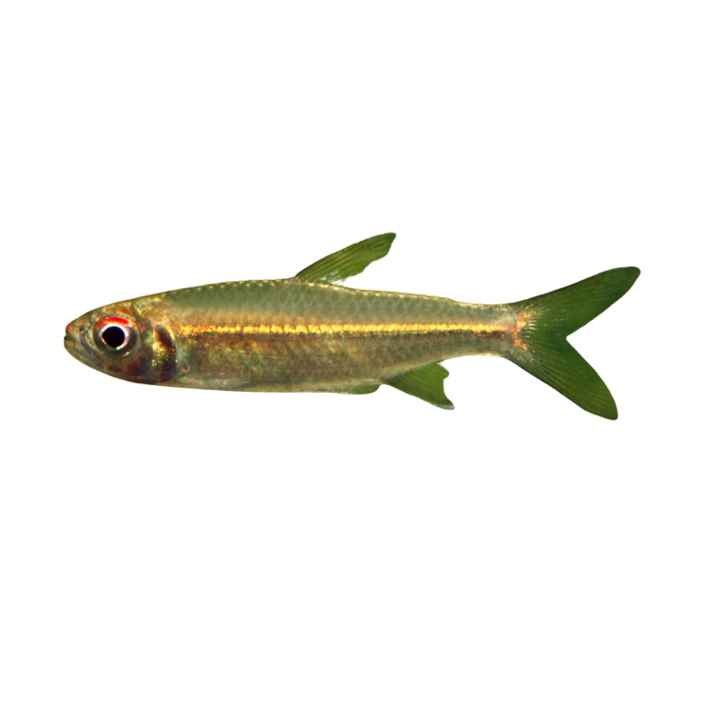 Albino Glowlight Tetra