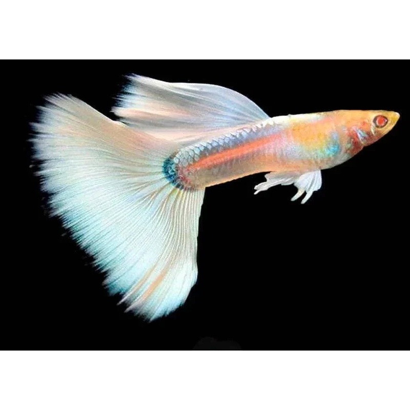 Albino Platinum Female Guppy