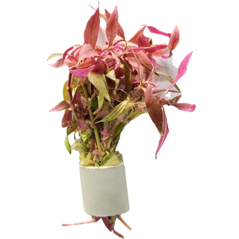 Alternanthera reineckii (A.R) Mini