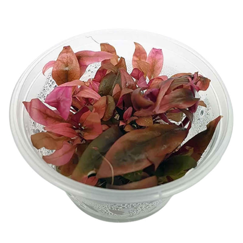 Alternanthera Reineckii Tissue Culture 5cm Pot