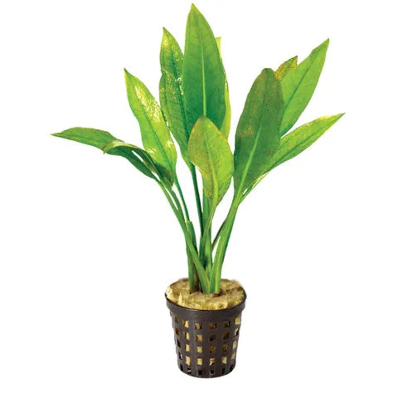 Amazon Sword Assorted Large Pot