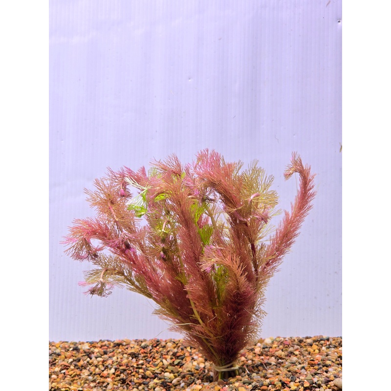 Ambulia Pink Bunch