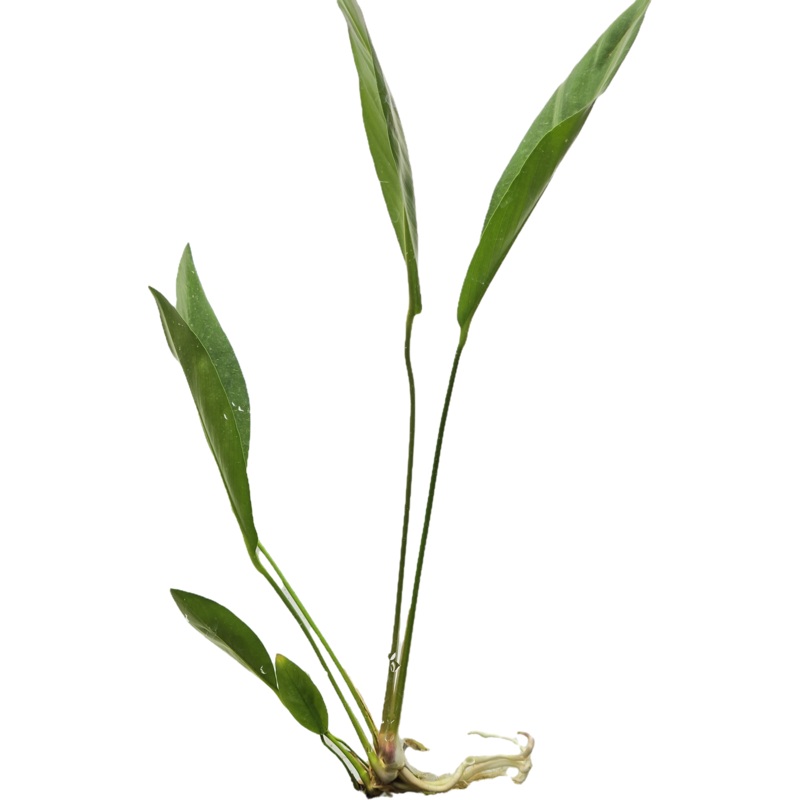 Anubias Assorted - Large