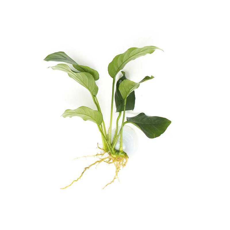 Anubias Assorted - Medium