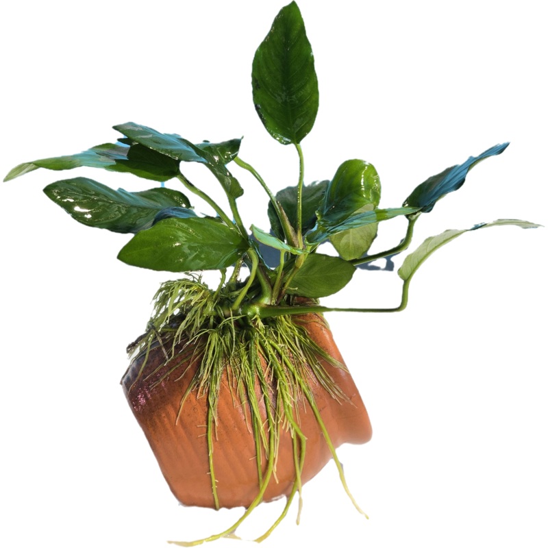 Anubias on Terracotta Pot - Small