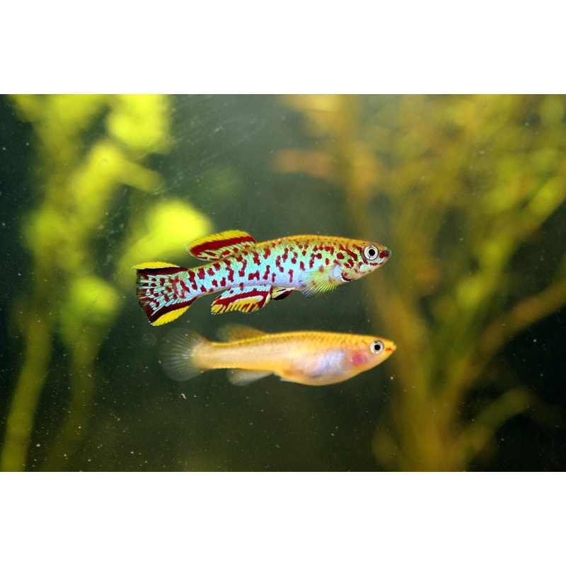 Aph. Gardeneri Steel Blue 3cm