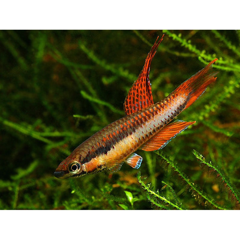 Aphyosemion Bitaeniatum Agbowa