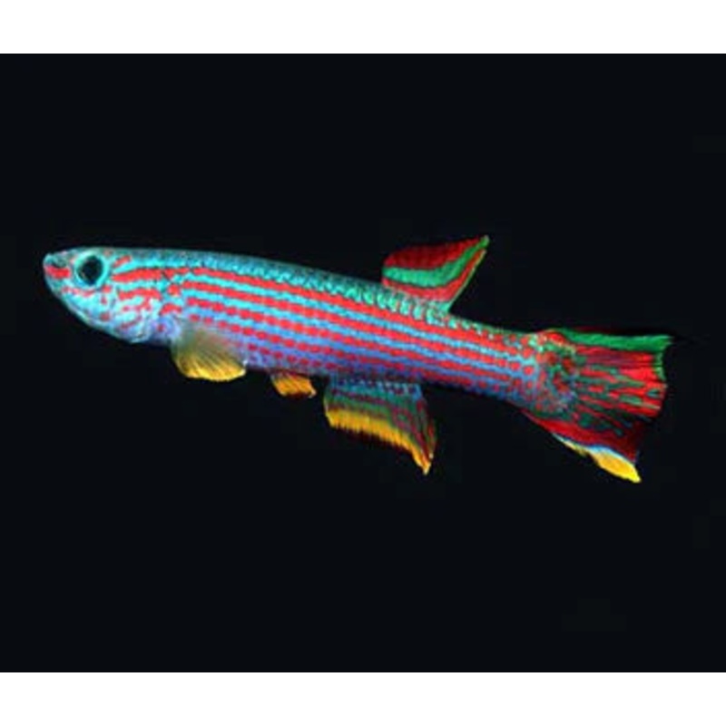Aphyosemion Striatum