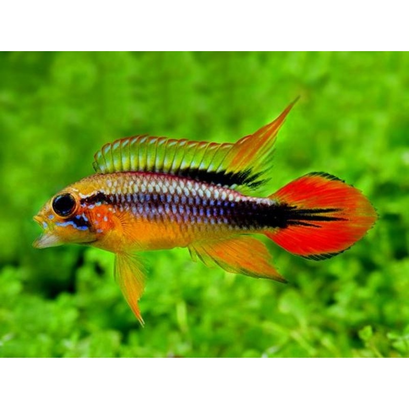 Apistogramma Agassizii 3cm