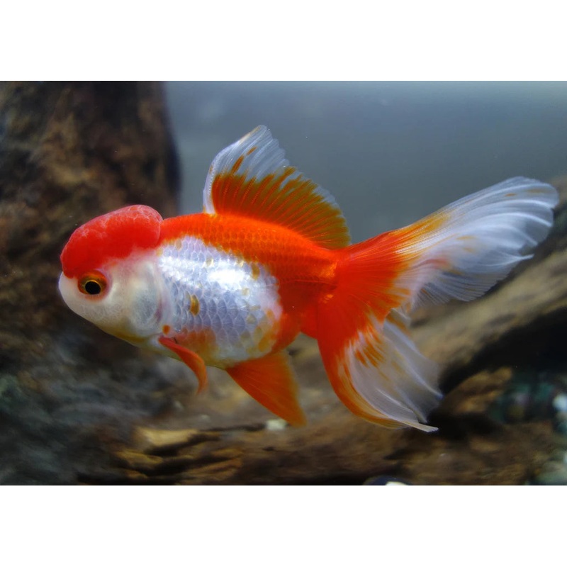 Assorted Oranda 10cm