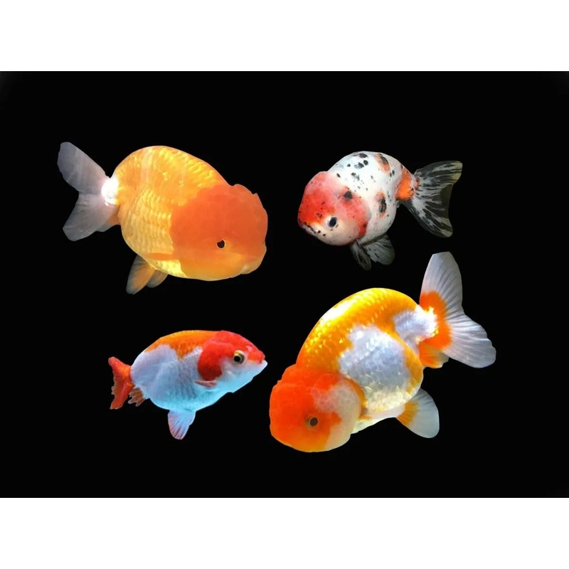 Assorted Ranchu 6cm