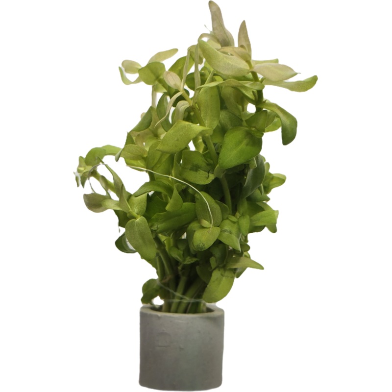 Bacopa serpyllifolia "Bacopa Japan"