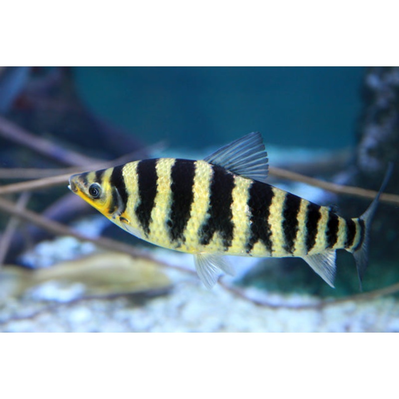 Banded Leporinus 30cm