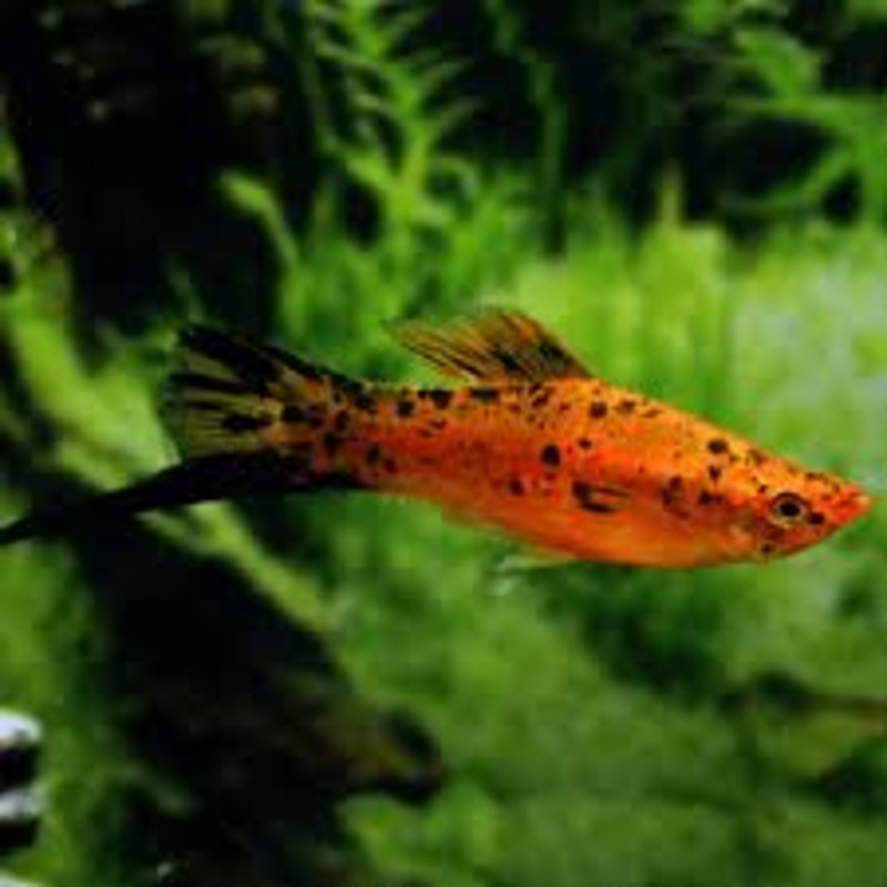 Berlin Swordtail