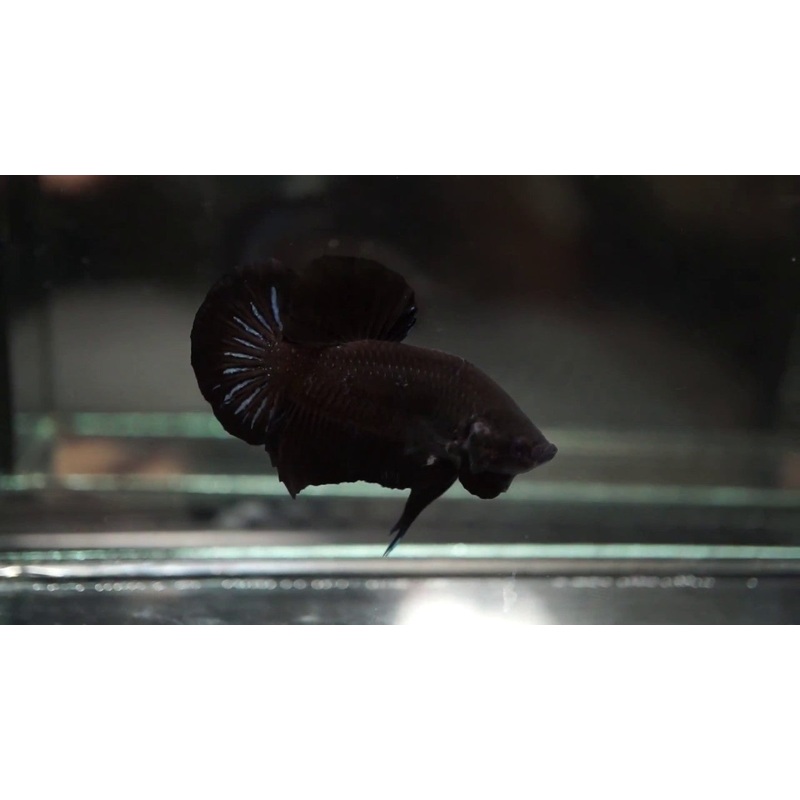 Black HMPK Male Betta