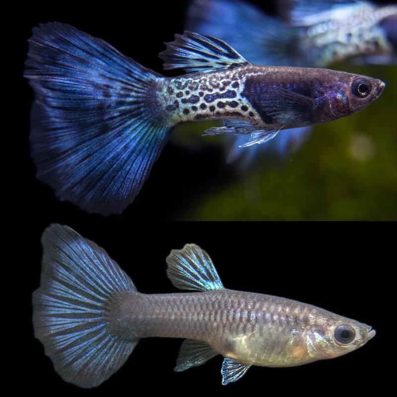 Black Metal Lace Snakeskin Guppy Pair