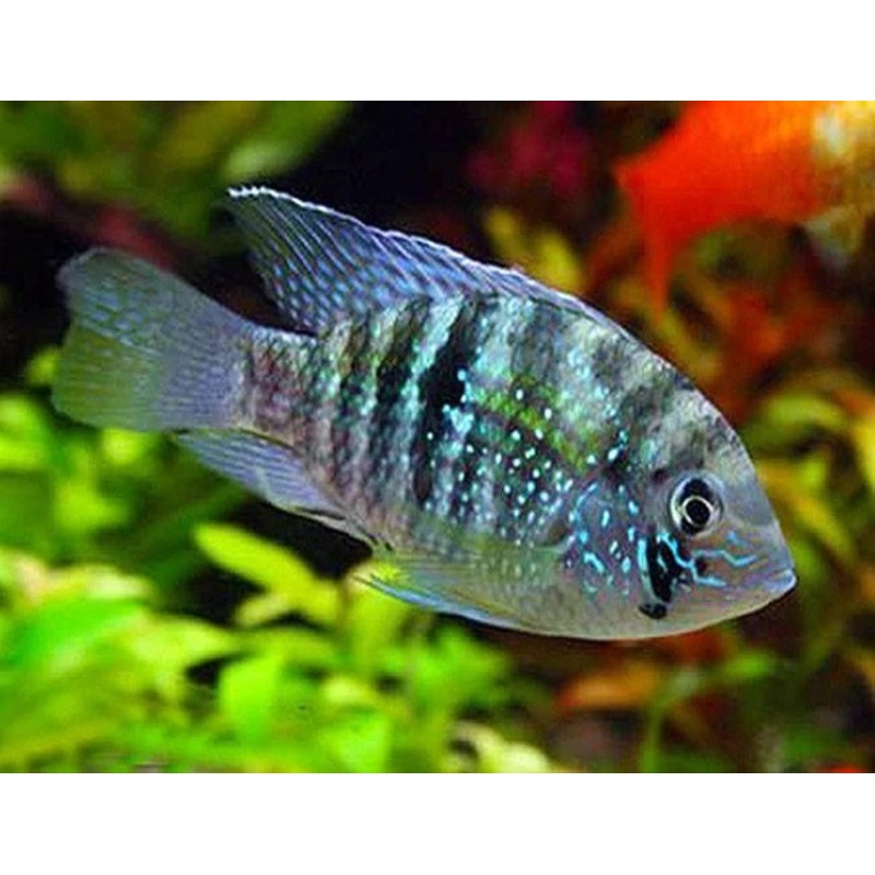 Blue Acara 5-6cm