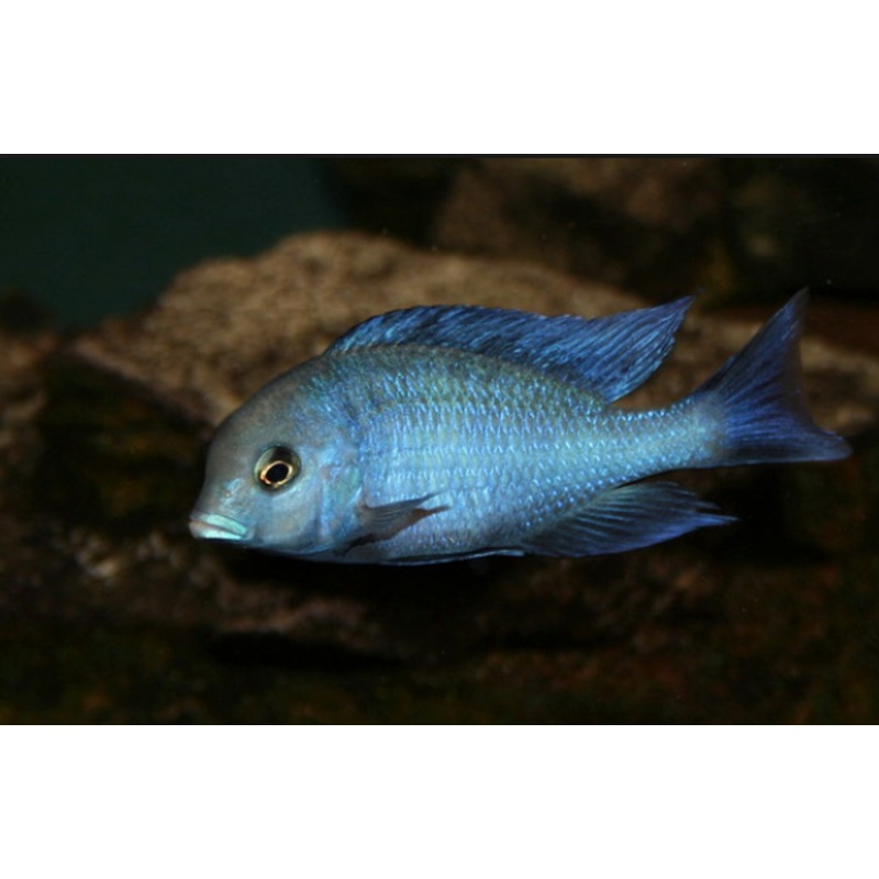 Blue Dolphin Cichlid 5 Cm