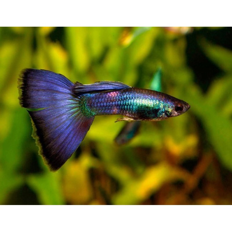 Blue Metal Lace Guppy Pair