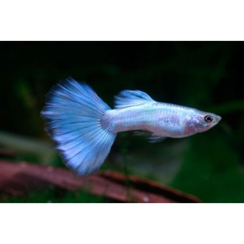 Blue Turquoise Guppy Male