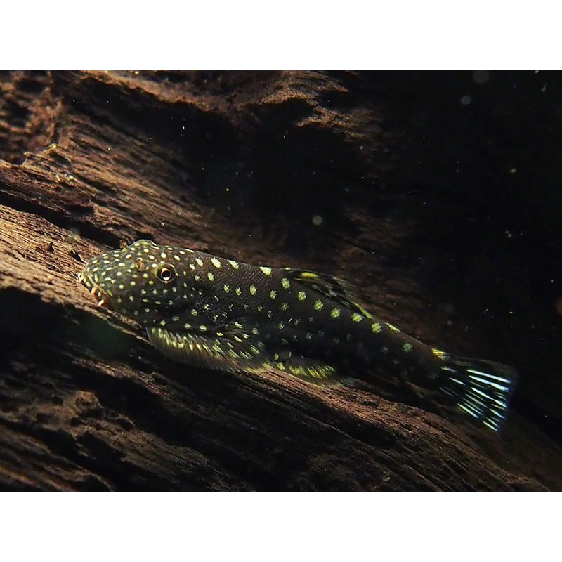 Borneo Sucker
