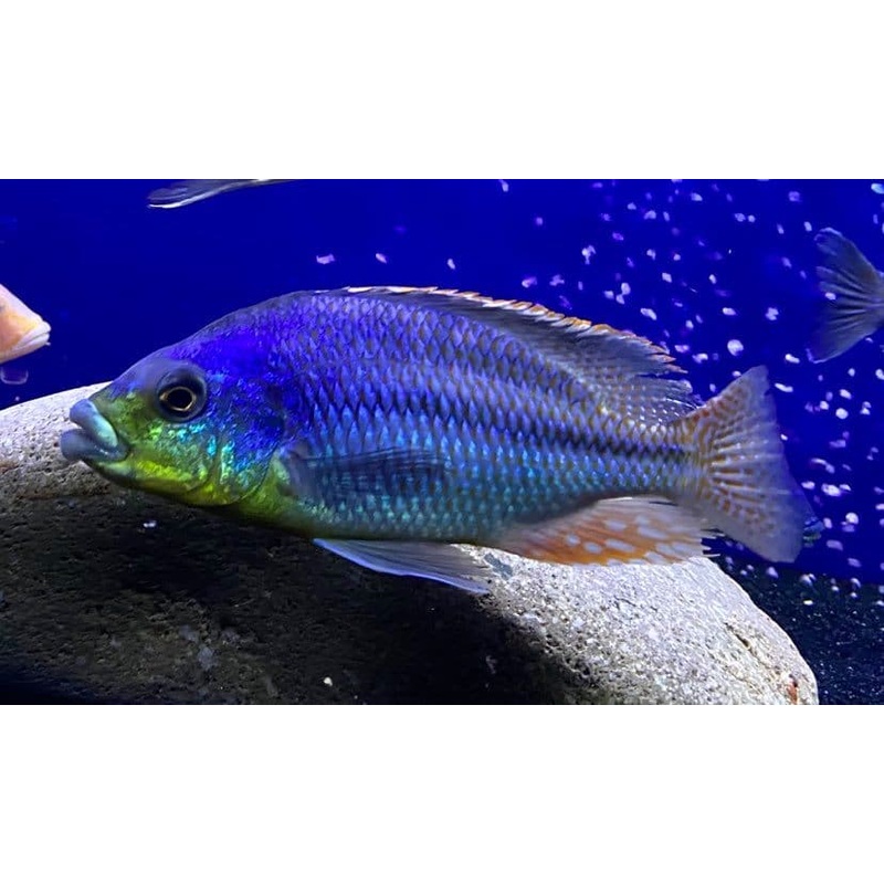 Cheilochromis Euchilus Thick Lip