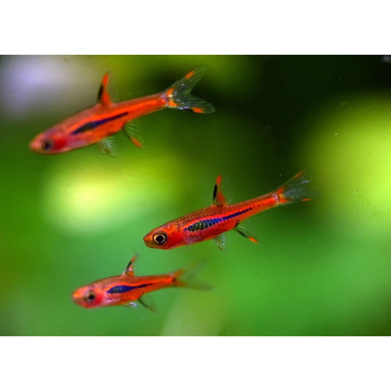 Chilli Rasbora