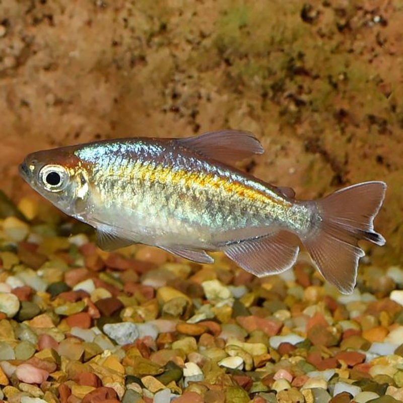 Congo Tetra 4 Cm