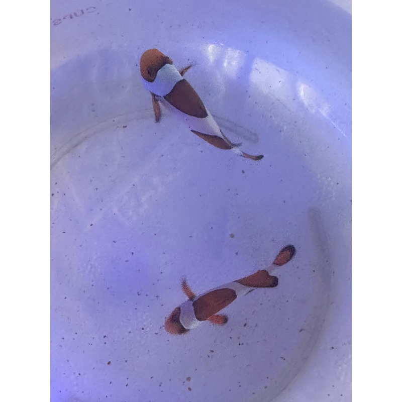 Davinci Clown Pair