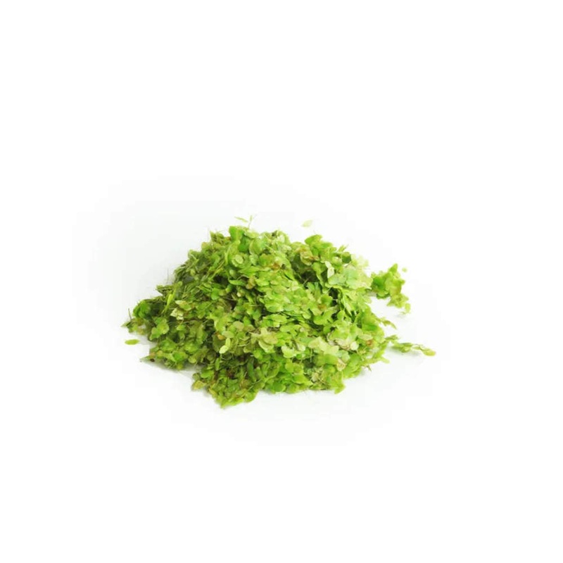 Duckweed