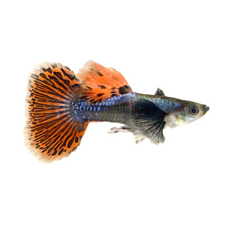 Dumbo Ear Mosaic Guppy Male