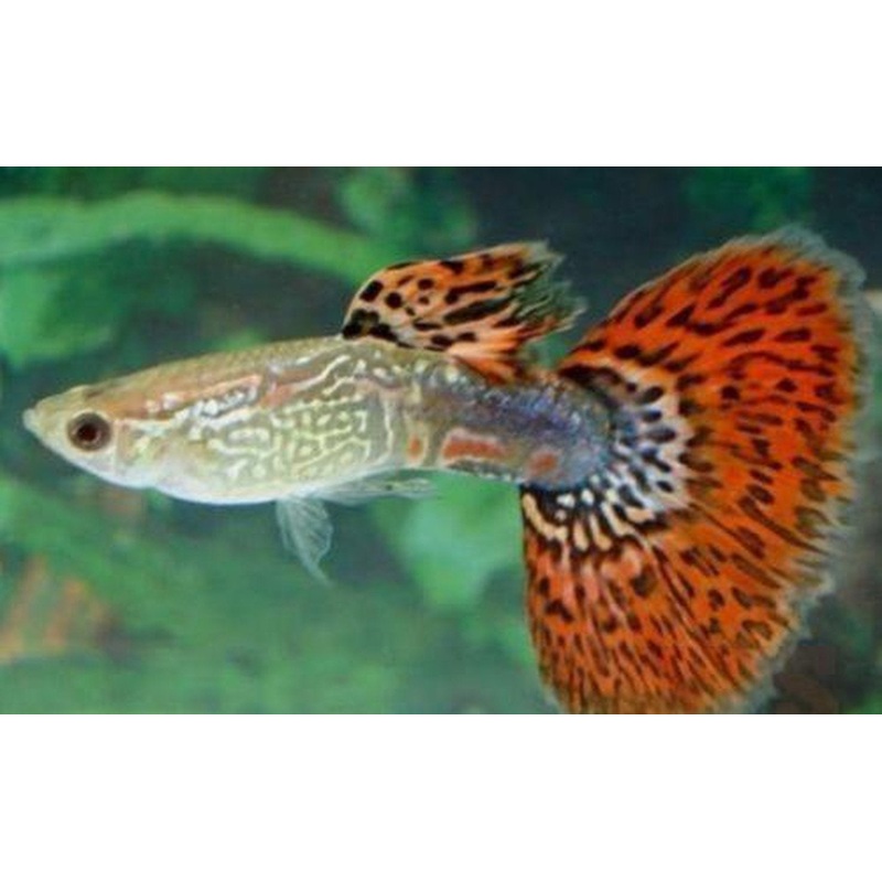 Dumbo Ear Red Variegated Guppy Male
