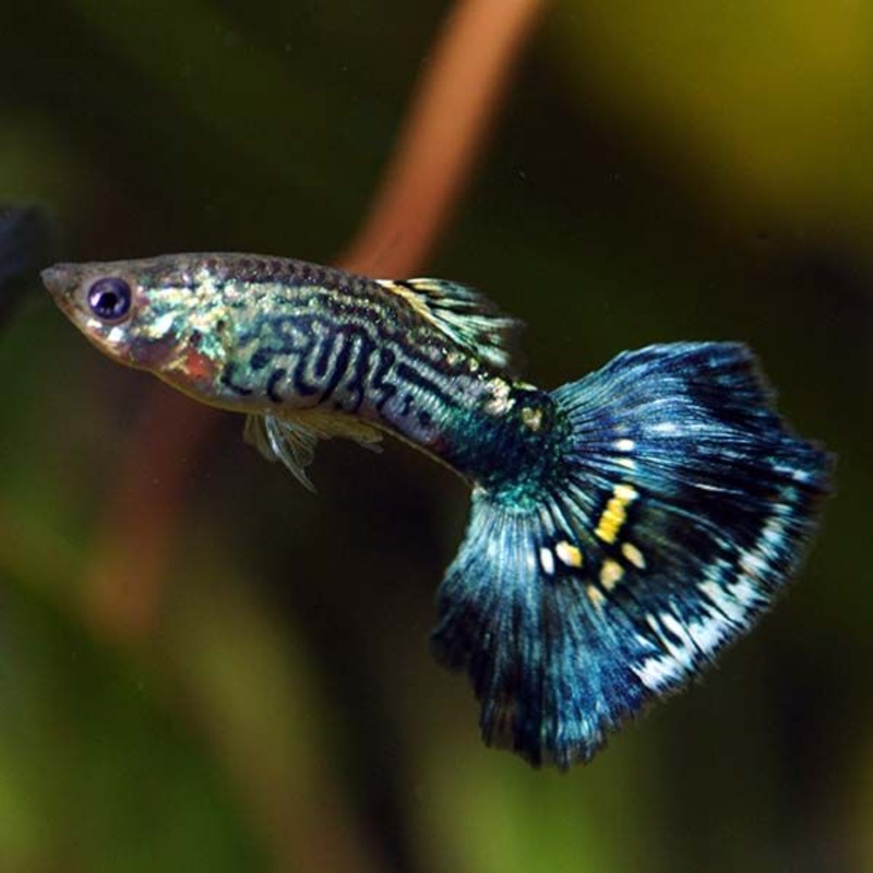 Dumbo Ear Variegated Blue Male Guppy