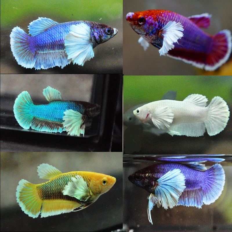 Dumbo HMPK Elephant Ear Betta