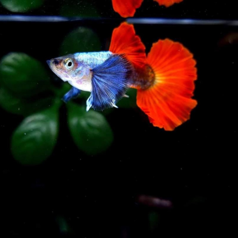 Dumbo Platinum Redtail Guppy Male