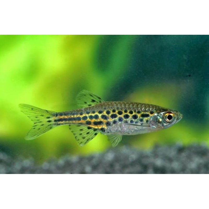 Dwarf Spotted Danio