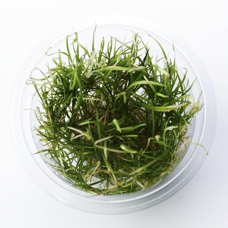 Echinodorus tenellus Pygmy Chain Sword Tissue Culture