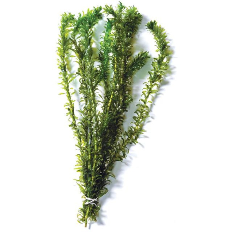 Elodea Bunch