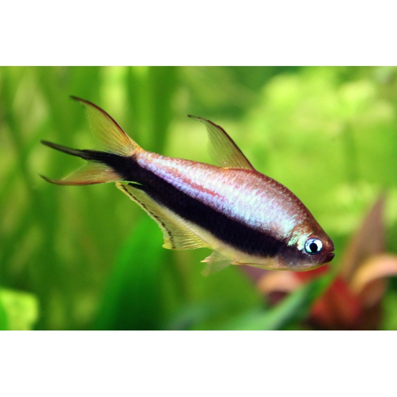 Emperor Tetra 3 Cm