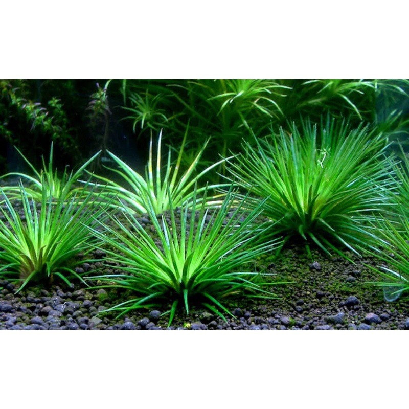 Eriocaulon Japan Shiga