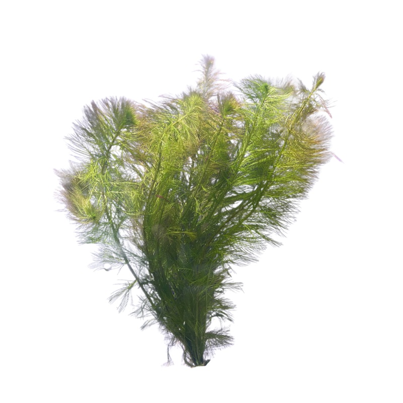 Filigree Milfoil Bunch
