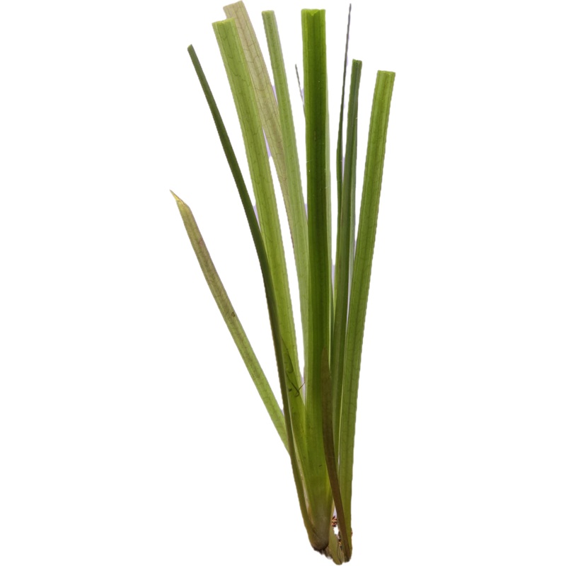 Giant Vallisnaria Bunch